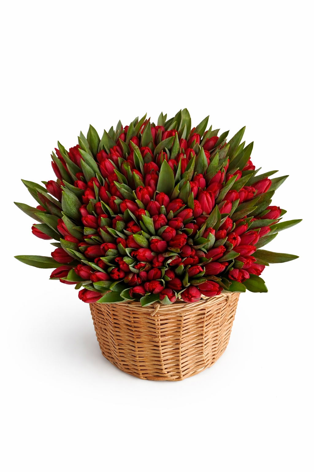 Rouge Elegace | 155 Red Tulips