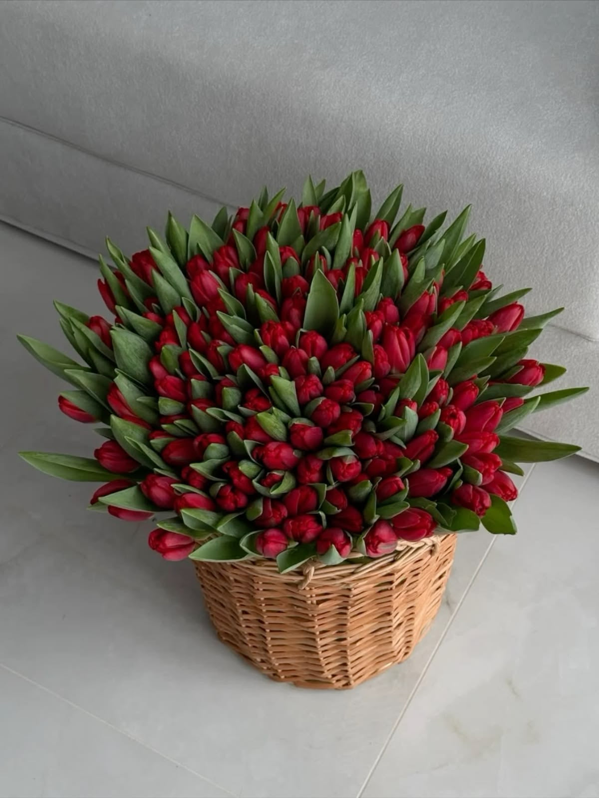 Rouge Elegace | 155 Red Tulips